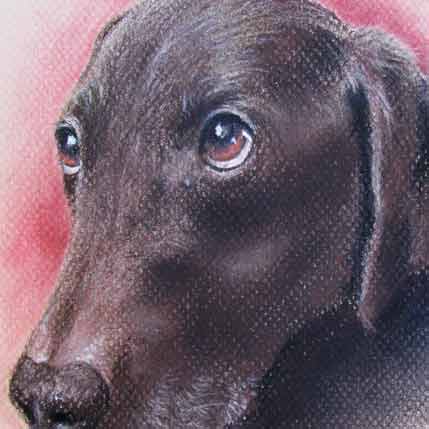 Cocoa